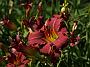 Hemerocallis Pardon Me